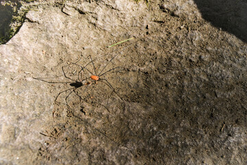 daisies in the forest