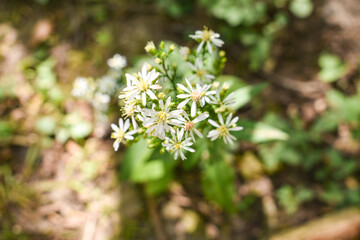 daisies in the forest