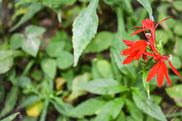 red flower