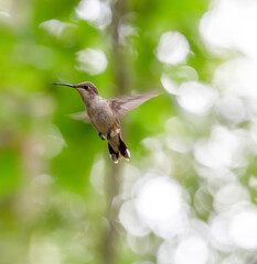 Ruby Throated female hummingbird in flight with bokeh background