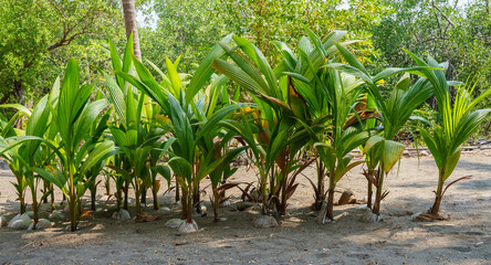 Row of sprouted coconut palm tree plants ready for transplantation