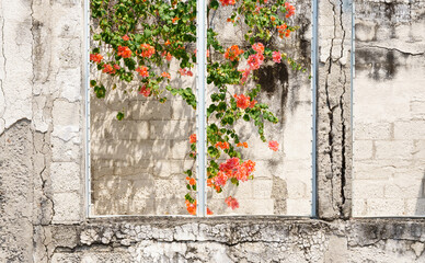 Vibrant flowers growing inside an old, forgotten structure. Concept of nature providing color and beauty.
