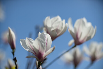 Obraz premium White Magnolia flower blooming on background of blurry white Magnolia on Magnolia tree