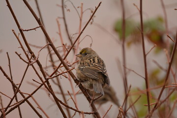 Golden-crowned Sparrow perched within foliage