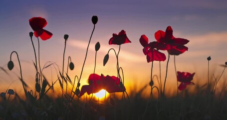 Poppy wildflowers and green wheat in agricultural field against sun at sunset