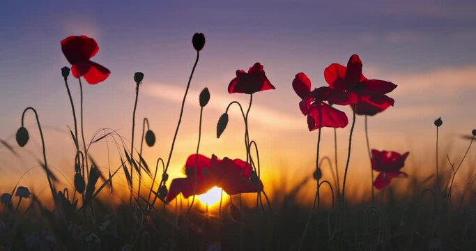 Poppy wildflowers and green wheat in agricultural field against sun at sunset
