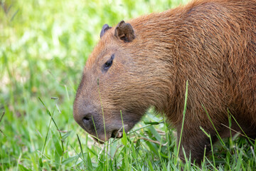 A Capybara (hydrochoerus hydrochaeris) walking on bare ground against a blurred natural background.