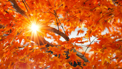 Sun shining through red leaves of sugar maple tree. Autumn colorful red maple leaf under the maple...