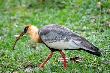 Curicaca bird (Theristicus caudatus) , large-beaked waders typical of South America. 