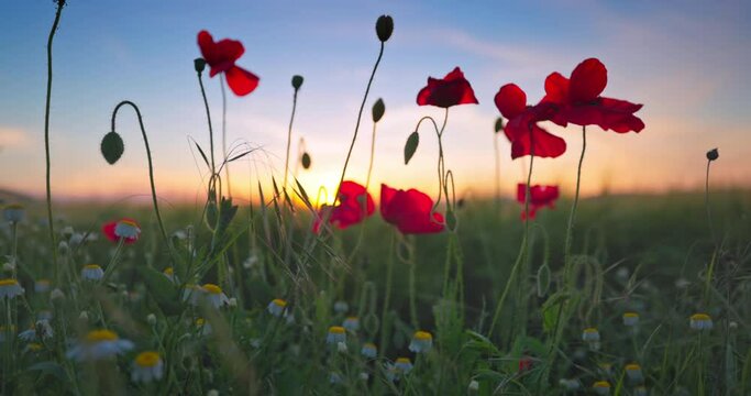 Poppy flowers and green wheat in agricultural field against sun at sunset 4k video