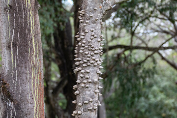 Fototapeta premium Close-up of berry-shaped fruit of Silk floss tree (Ceiba speciosa). The paineira-rosa is a beautiful Brazilian native tree with spiny trunks and very sharp aculeos.