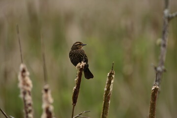 Female Red-winged Blackbird