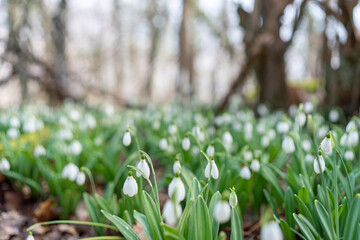 White snowdrops in the early spring in the forest. Beautiful footage of galanthus commonly known as snowdrop