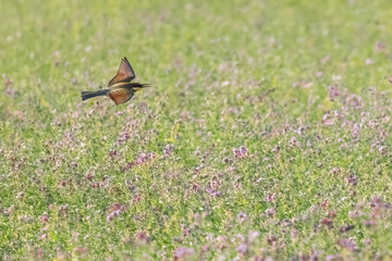 European bee-eater or Merops apiaster colorful small bird chasing bees, hello spring