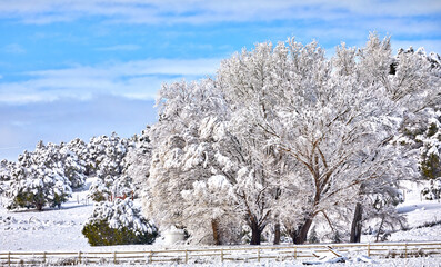 Snow Covered trees after a Storm