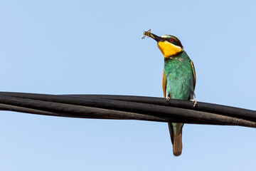 European bee-eater or Merops apiaster colorful small bird chasing bees, hello spring
