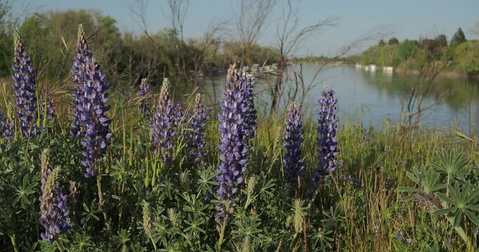 Cluster of lupine flowers blooming in spring on a levee in northern california 