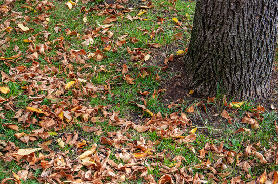 Dry fallen leaves on the grass next to a tree trunk in autumn