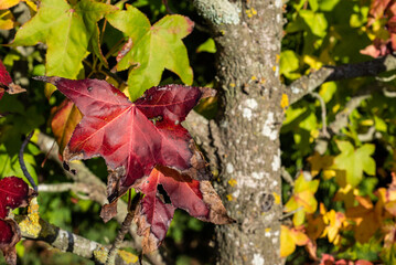 Branches of a Liquidambar styraciflua tree in autumn
