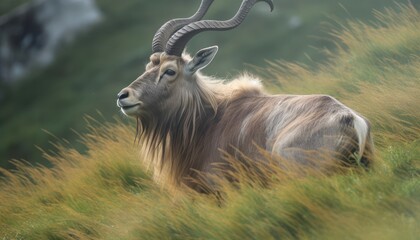 A clean shot of a rare goat in a grass land ai, ai generative, illustration