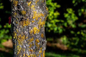 Trunk of a tree with yellow fungus on its bark