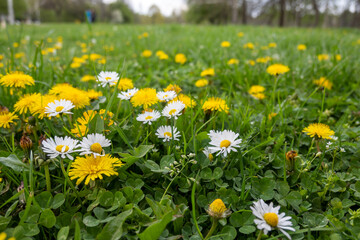 Spring flowers at South Park in city of Sofia, Bulgaria