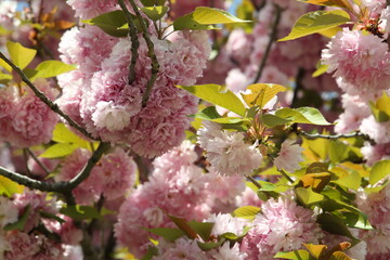 Cherry (sakura) blossom at sunny spring day in Serbia