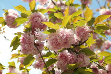 Cherry (sakura) blossom at sunny spring day in Serbia