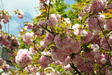 Cherry (sakura) blossom at sunny spring day in Serbia