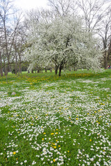 Spring flowers at South Park in city of Sofia, Bulgaria