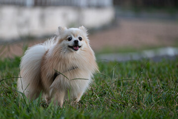 German Spitz dog playing in a city square at golden hour