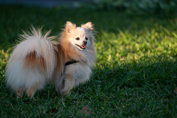 German Spitz dog playing in a city square at golden hour