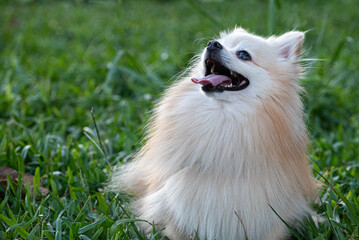 German Spitz dog playing in a city square at golden hour