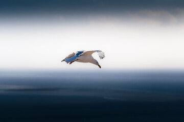 A beautiful seagull flying in the sky