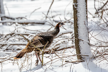 Wild eastern turkey female (Meleagris gallopavo) walking through snow in Wisconsin
