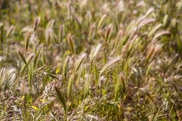 Yellow and green feather grass on a dark background in the park in summer
