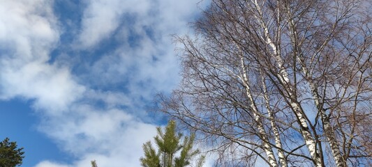 Bright sky above the trees. Spring sunny day, white clouds slowly float in the blue sky. They hang at a low height and they have different shapes and sizes. Buds have just begun to swell on the trees.
