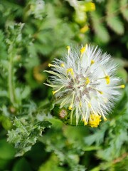Blow me away, as far as the wind goes, a stunning and mesmerizing dandelion