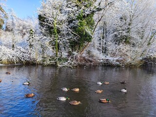 Scenic and snowy lake found in a park in St Albans, UK