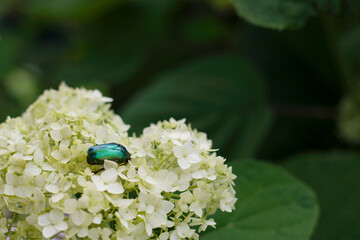 green beetle on a hydrangea flower head in summer garden