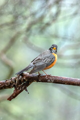 American robin on tree branch