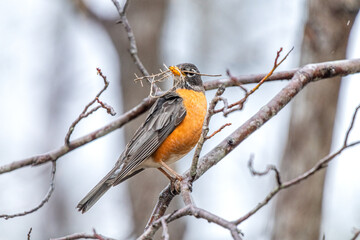 American robin on tree branch