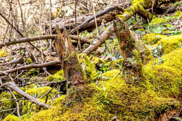 Fallen Tree in forest moss