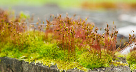 moss texture for banner background
