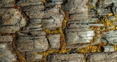 texture of an old burnt tree with moss