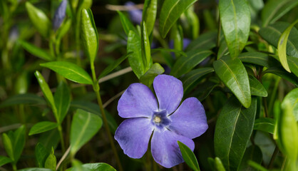 forest periwinkle for banner background