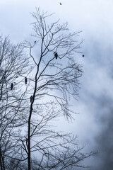 Vier Rotmilane sitzen in einer Buche (Milvus milvus)