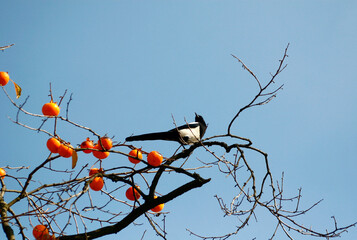 Bird on Persimmon Tree