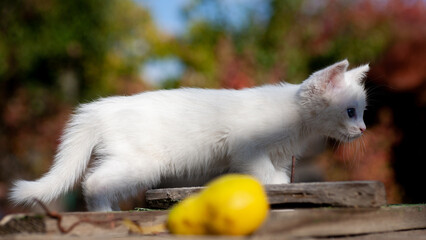 Portrait of a domestic cat of white color with big eyes. Cute clean cat. White cat with a pink nose. White Russian breed of cats.