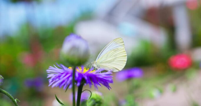 Butterfly wildlife insect gathering honey from purple blooming flowers in a garden 4k fhd video